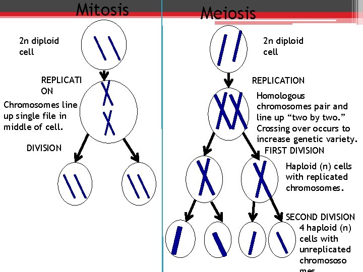 Mitosis 2 n diploid cell REPLICATI ON Chromosomes line up single file in middle
