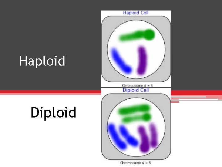 Haploid Diploid 