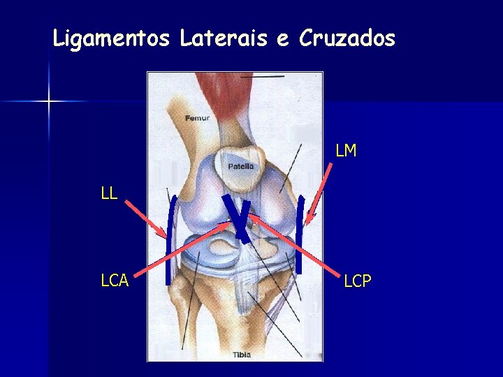 Ligamentos Laterais e Cruzados LM LL LCA LCP 