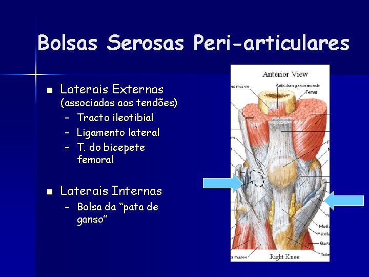 Bolsas Serosas Peri-articulares n Laterais Externas n Laterais Internas (associadas aos tendões) – Tracto