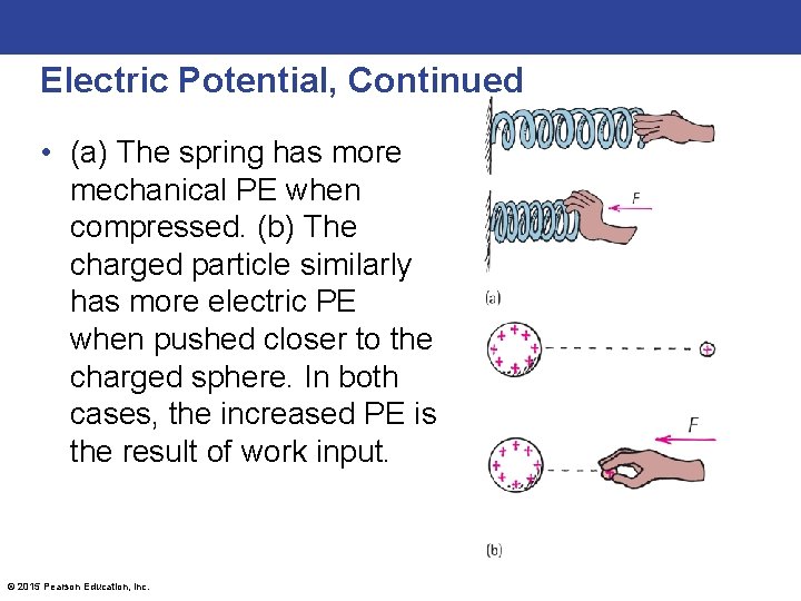 Electric Potential, Continued • (a) The spring has more mechanical PE when compressed. (b)