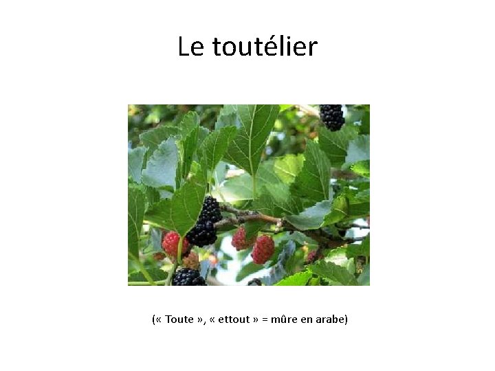 Le toutélier ( « Toute » , « ettout » = mûre en arabe) Le toutélier ( « Toute » , « ettout » = mûre en arabe)
