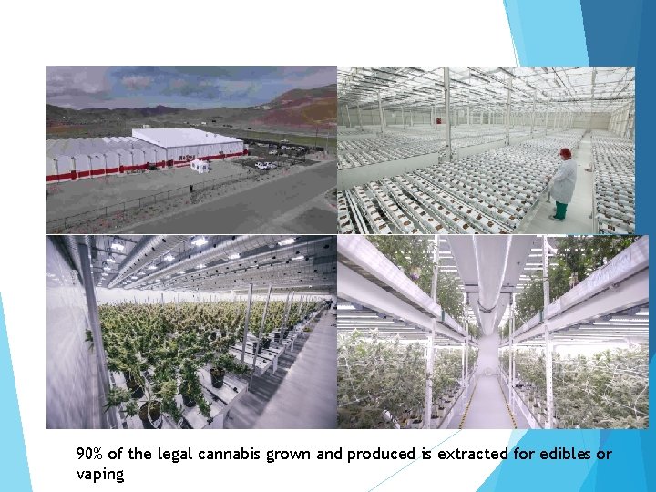 90% of the legal cannabis grown and produced is extracted for edibles or vaping