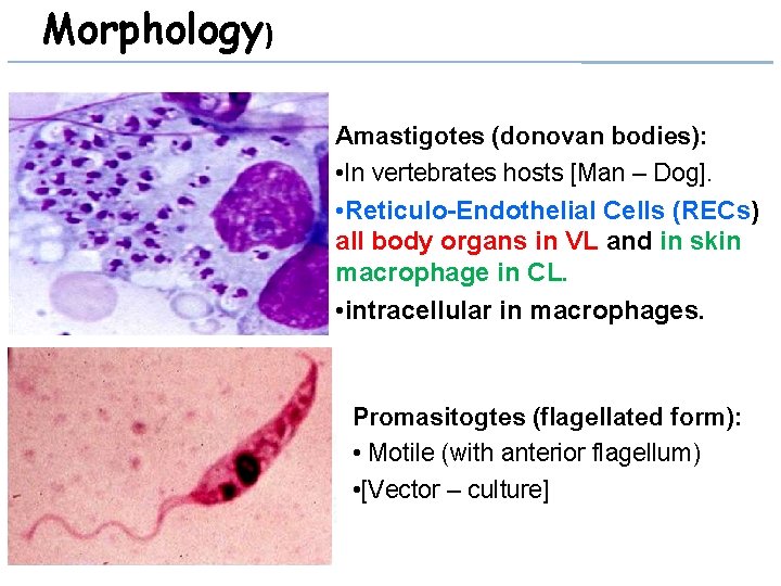 Morphology) Amastigotes (donovan bodies): • In vertebrates hosts [Man – Dog]. • Reticulo-Endothelial Cells
