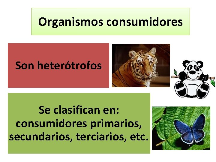 Organismos consumidores Son heterótrofos Se clasifican en: consumidores primarios, secundarios, terciarios, etc. 