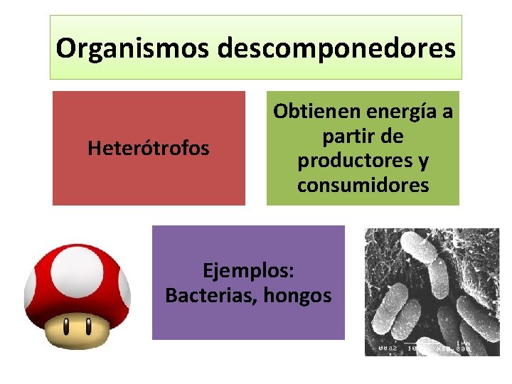 Organismos descomponedores Heterótrofos Obtienen energía a partir de productores y consumidores Ejemplos: Bacterias, hongos