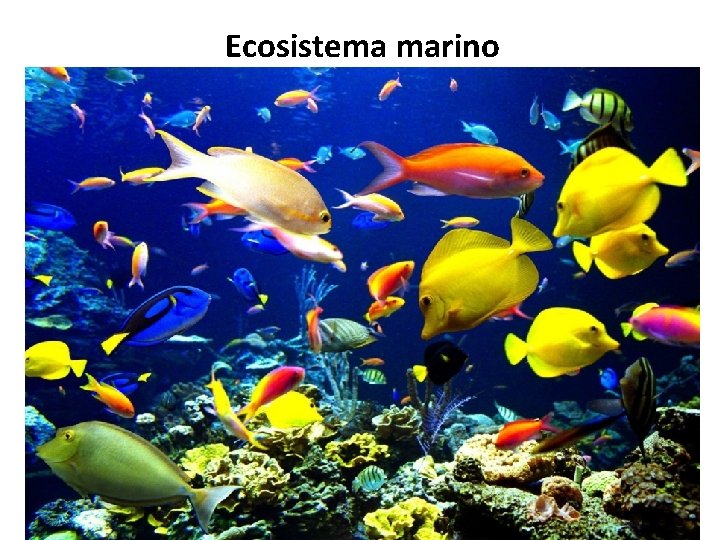 Ecosistema marino 