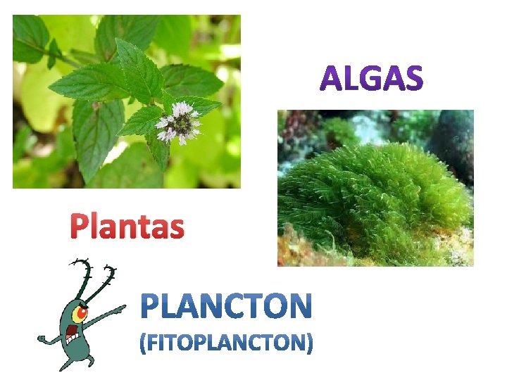 Plantas 