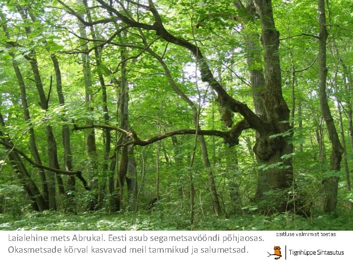 Laialehine mets Abrukal. Eesti asub segametsavööndi põhjaosas. Okasmetsade kõrval kasvavad meil tammikud ja salumetsad.