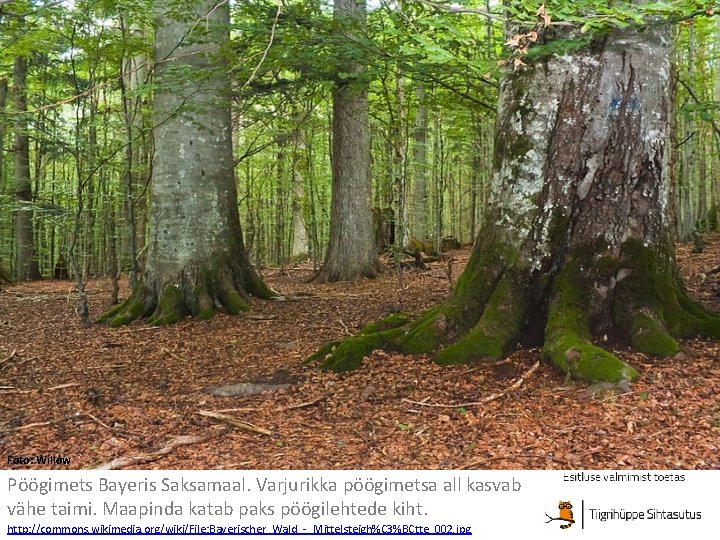 Foto: Willow Pöögimets Bayeris Saksamaal. Varjurikka pöögimetsa all kasvab vähe taimi. Maapinda katab paks