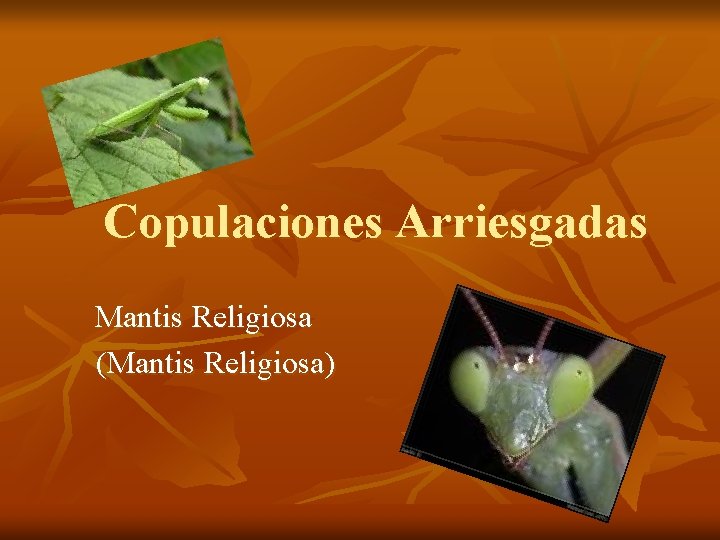 Copulaciones Arriesgadas Mantis Religiosa (Mantis Religiosa) 