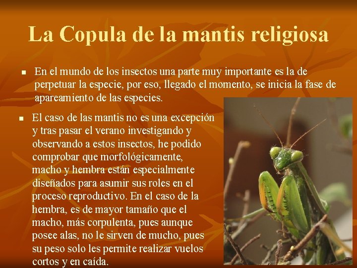 La Copula de la mantis religiosa n n En el mundo de los insectos