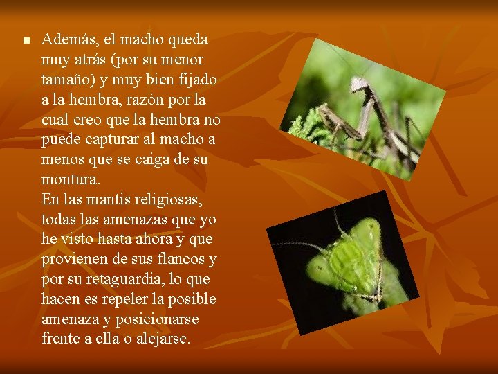 n Además, el macho queda muy atrás (por su menor tamaño) y muy bien