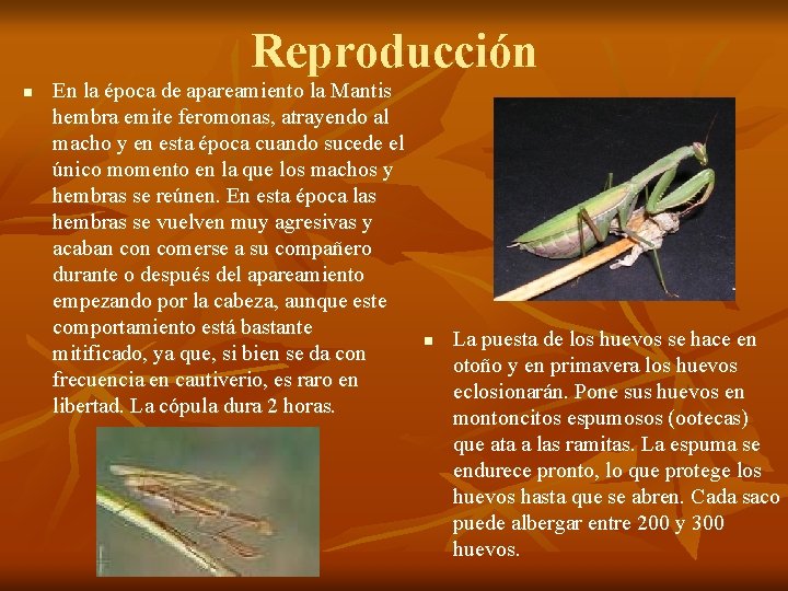 Reproducción n En la época de apareamiento la Mantis hembra emite feromonas, atrayendo al