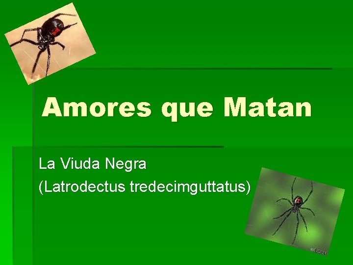 Amores que Matan La Viuda Negra (Latrodectus tredecimguttatus) 