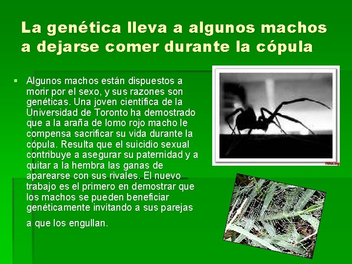 La genética lleva a algunos machos a dejarse comer durante la cópula § Algunos