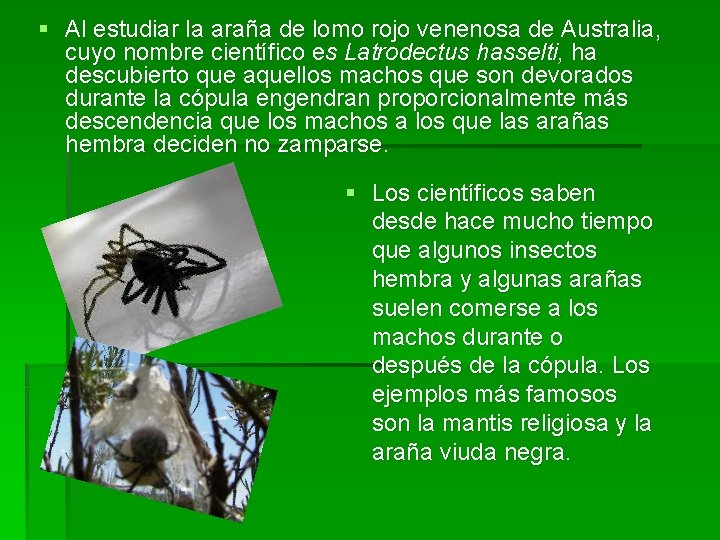 § Al estudiar la araña de lomo rojo venenosa de Australia, cuyo nombre científico