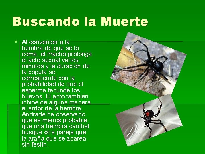 Buscando la Muerte § Al convencer a la hembra de que se lo coma,