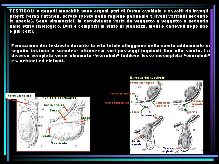 TESTICOLI o gonadi maschili: sono organi pari di forma ovoidale e avvolti da invogli