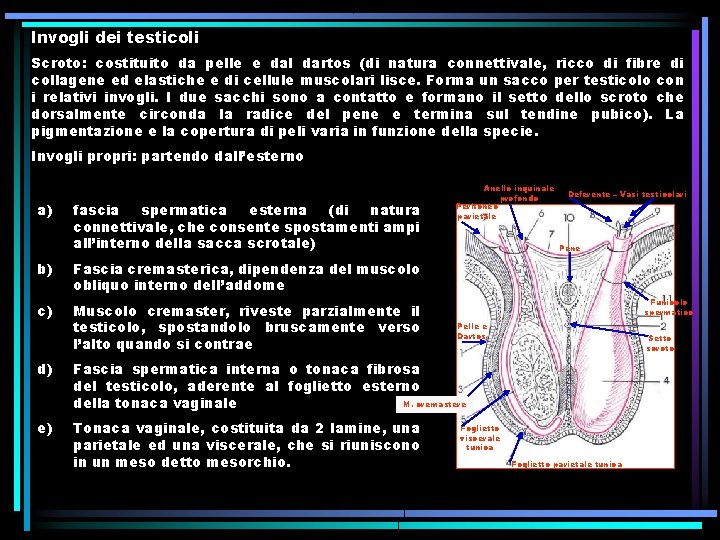 Invogli dei testicoli Scroto: costituito da pelle e dal dartos (di natura connettivale, ricco