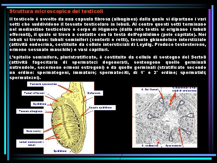 Struttura microscopica dei testicoli Il testicolo è avvolto da una capsula fibrosa (albuginea) dalla