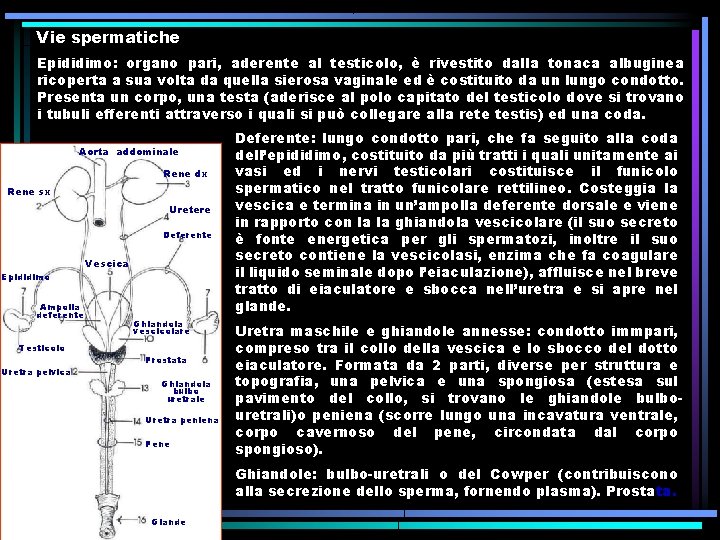 Vie spermatiche Epididimo: organo pari, aderente al testicolo, è rivestito dalla tonaca albuginea ricoperta