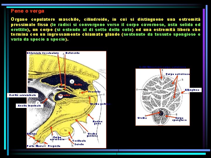 Pene o verga Organo copulatore maschile, cilindroide, in cui si distinguono una estremità prossimale