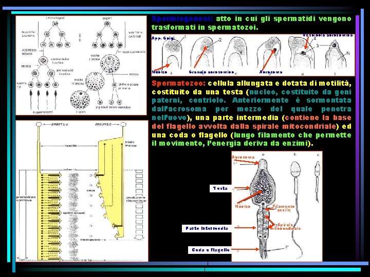 Spermiogenesi: atto in cui gli spermatidi vengono trasformati in spermatozoi. Vescicola acrosomica App. Golgi