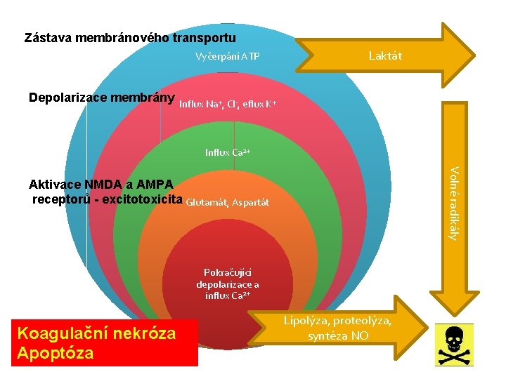 Zástava membránového transportu Vyčerpání ATP Laktát Depolarizace membrány Influx Na+, Cl-, eflux K+ Influx