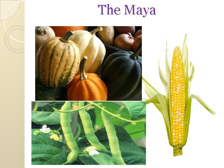 The Maya 