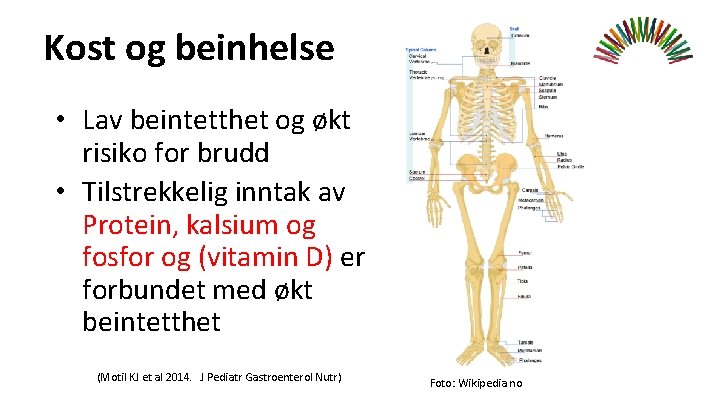 Kost og beinhelse • Lav beintetthet og økt risiko for brudd • Tilstrekkelig inntak