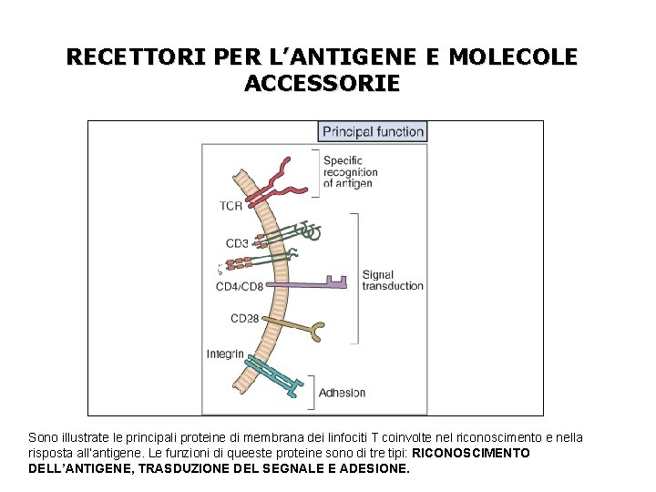 RECETTORI PER L’ANTIGENE E MOLECOLE ACCESSORIE Sono illustrate le principali proteine di membrana dei