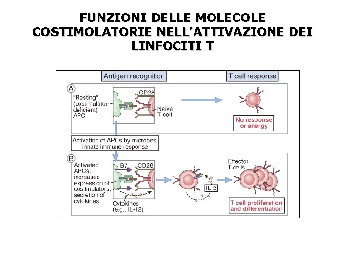 FUNZIONI DELLE MOLECOLE COSTIMOLATORIE NELL’ATTIVAZIONE DEI LINFOCITI T 