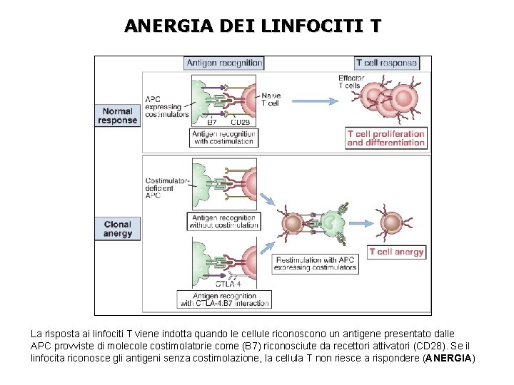 ANERGIA DEI LINFOCITI T La risposta ai linfociti T viene indotta quando le cellule