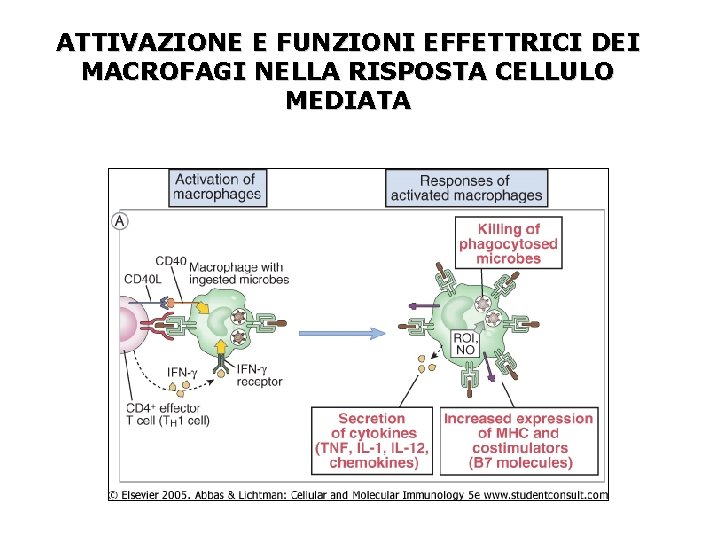 ATTIVAZIONE E FUNZIONI EFFETTRICI DEI MACROFAGI NELLA RISPOSTA CELLULO MEDIATA 