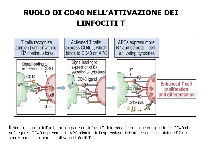 RUOLO DI CD 40 NELL’ATTIVAZIONE DEI LINFOCITI T Il riconoscimento dell’antigene da parte del