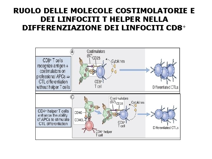 RUOLO DELLE MOLECOLE COSTIMOLATORIE E DEI LINFOCITI T HELPER NELLA DIFFERENZIAZIONE DEI LINFOCITI CD