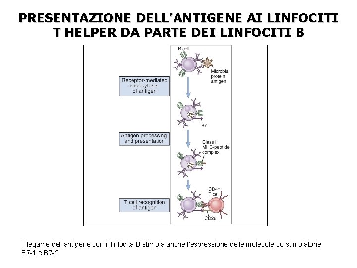 PRESENTAZIONE DELL’ANTIGENE AI LINFOCITI T HELPER DA PARTE DEI LINFOCITI B Il legame dell’antigene