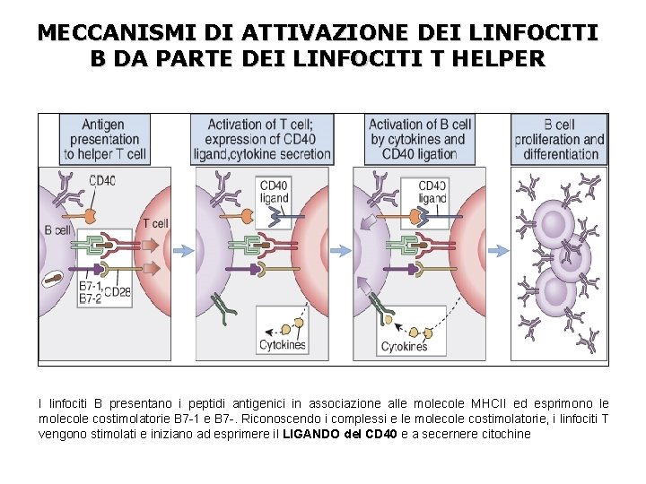 MECCANISMI DI ATTIVAZIONE DEI LINFOCITI B DA PARTE DEI LINFOCITI T HELPER I linfociti
