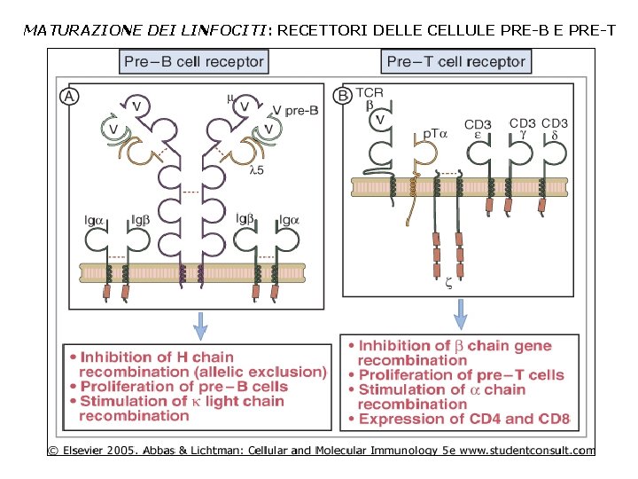 MATURAZIONE DEI LINFOCITI: RECETTORI DELLE CELLULE PRE-B E PRE-T 