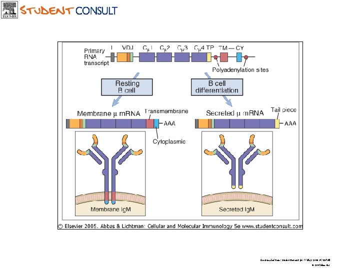 Downloaded from: Student. Consult (on 11 May 2006 01: 33 PM) © 2005 Elsevier