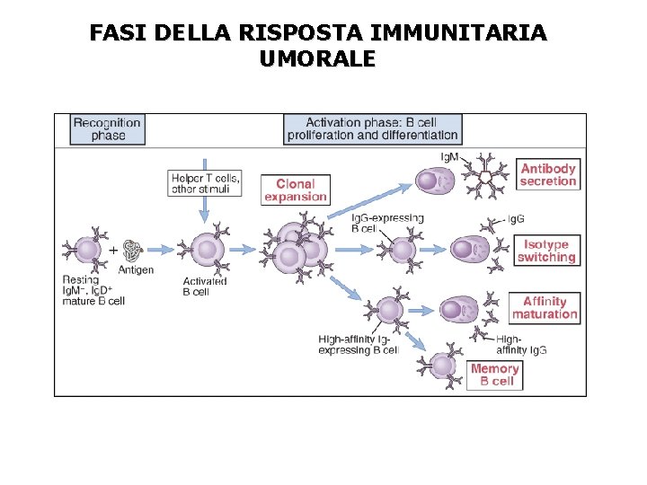 FASI DELLA RISPOSTA IMMUNITARIA UMORALE 