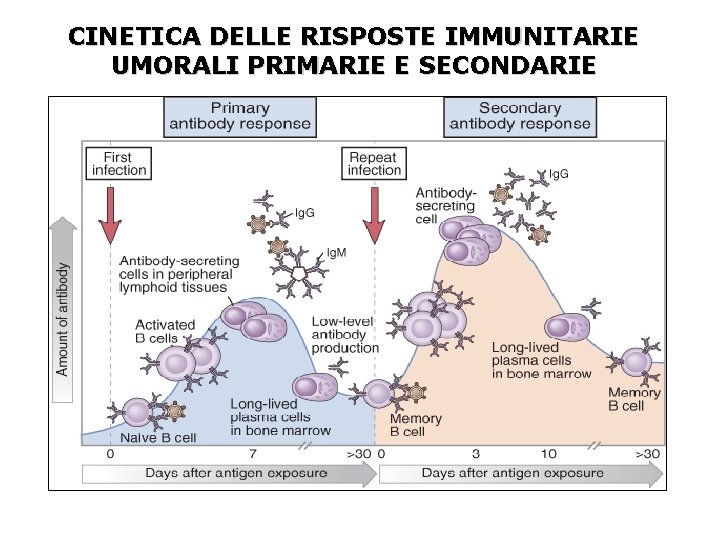 CINETICA DELLE RISPOSTE IMMUNITARIE UMORALI PRIMARIE E SECONDARIE 