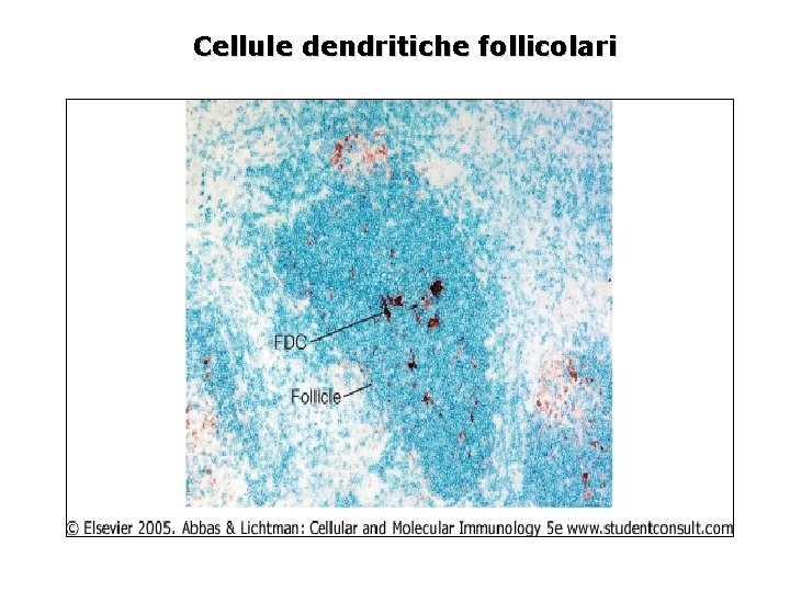 Cellule dendritiche follicolari 