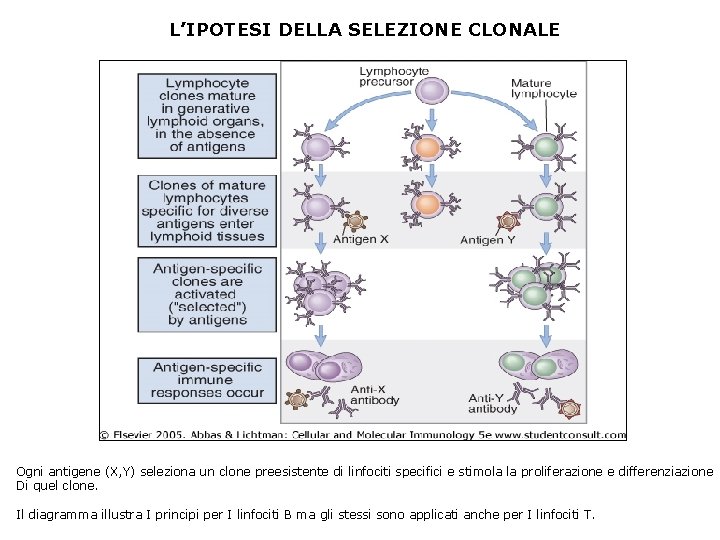 L’IPOTESI DELLA SELEZIONE CLONALE Ogni antigene (X, Y) seleziona un clone preesistente di linfociti