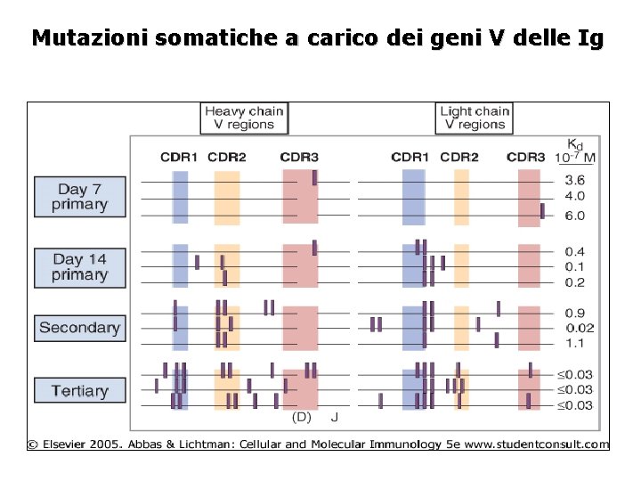 Mutazioni somatiche a carico dei geni V delle Ig 