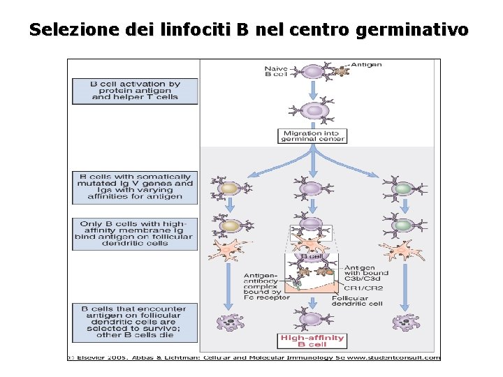 Selezione dei linfociti B nel centro germinativo 