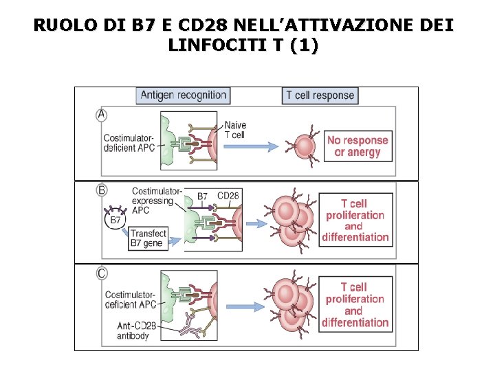 RUOLO DI B 7 E CD 28 NELL’ATTIVAZIONE DEI LINFOCITI T (1) 