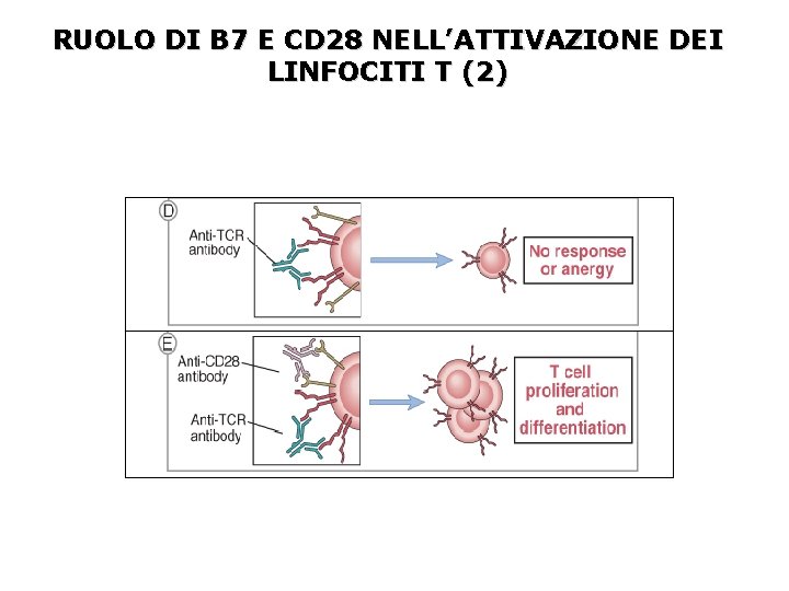 RUOLO DI B 7 E CD 28 NELL’ATTIVAZIONE DEI LINFOCITI T (2) 