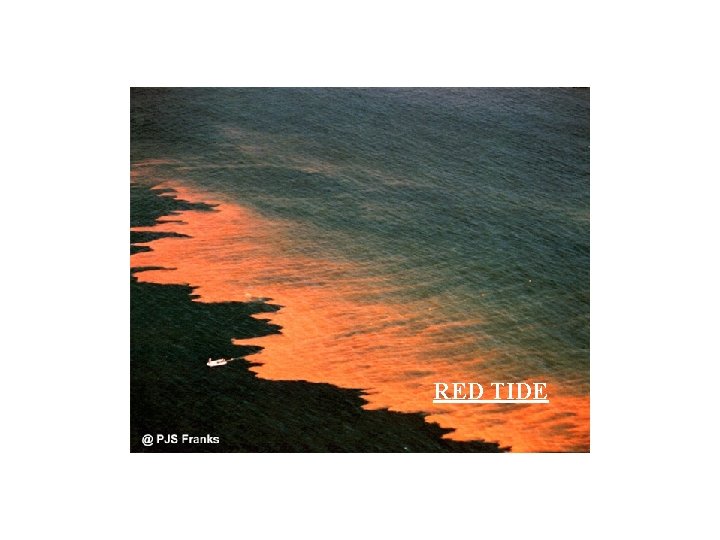 RED TIDE RED TIDE